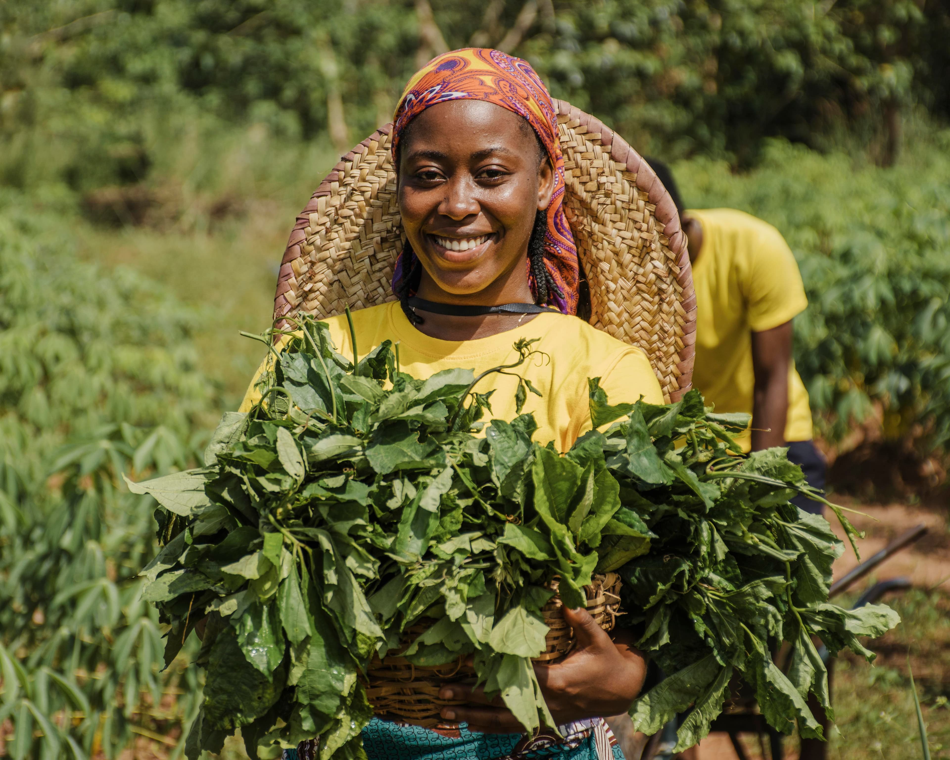 Culture maraîchère intensive au Togo avec des légumes frais